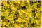 10 x Lysimachia nummularia 'Aurea' (Winterhart/Staude/Bodendecker/Mehrjährig/Stauden) gelbes Pfennigkraut - Goldene Teppiche, die den Garten erstrahlen lassen - Trittfest - von Stauden Gänge