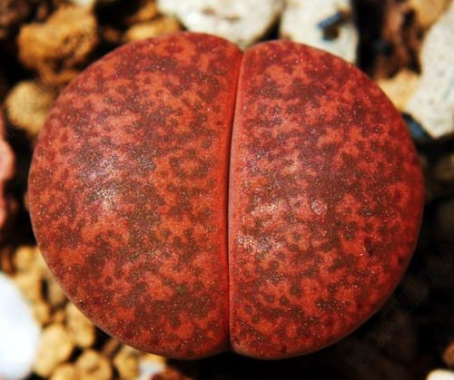 Lithops lesliei Warrenton, Stein, Stein, Fels Kaktus Kakteen Samen leben 50 SEEDS