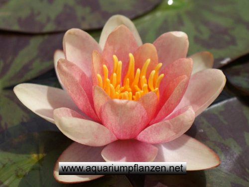 1 Zwergseerose der Sorte Pygmaea Chrysantha, kupfergelb, Teichpflanzen, Wasserpflanzen
