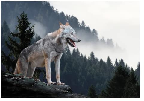 Vlies Fototapete 3D Effekt Wolf Wald Nebel Tiere Berge - inkl. Kleister Wohnzimmer Schlafzimmer Modern Motivtapeten Wandtapete Tapete Vliestapete UV-Beständig Montagefertig (416x254 cm - 4 Bahnen)