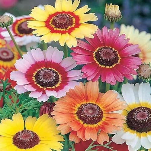 1 Pack of 350 SEEEDS Chrysanthemum carinatum Rainbow Mix