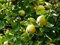 Süßkirsche Obstbaum Terassenobst Kirsch Baum Prunus avium Stella Compact 40cm Stammhöhe im Topf gewachsen