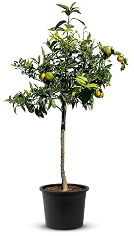 TropicTrees Mandarinier avec une hauteur de 150cm | arbuste de plantation avec une circonférence de tronc de 8-10 cm | Fruits de citron pour le jus, comme ingrédient dans les épices et la nourriture