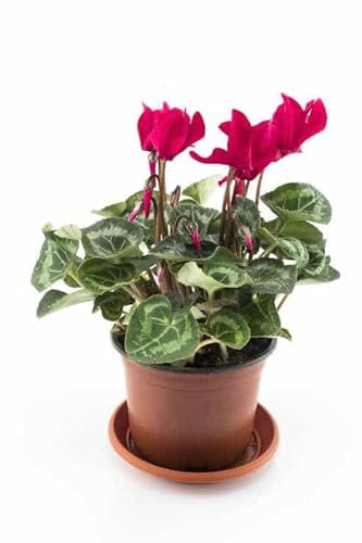 Flor Natural Cyclamen Planta de Invierno con Flores de Colores Variados
