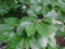 FAGGIO Fagus sylvatica EUROPEO TREE semi!