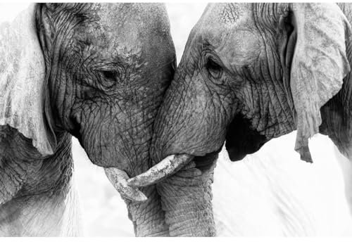 Ceanothe Tableau sur verre éléphants 45x65 cm - Impression Image Haute Définition Pour Décoration Murale avec Finition Brillante Fabriqué en France