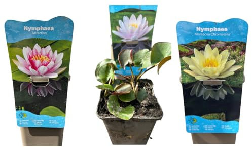 Nymphaea Seerose – Winterharte Teichpflanze für Terrassenteiche, Fässer & Gartenteiche (3 Set)
