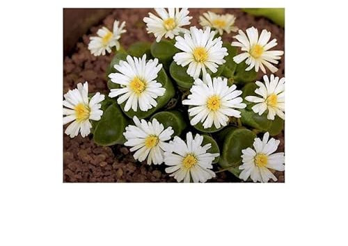 Stk - 10x Ophthalmophyllum aff pubescens Sukkulent Pflanzen - Samen B1848 - Seeds & Plants Shop by Ipsa