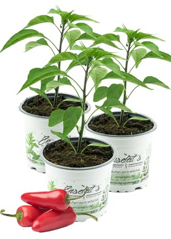 3er Set JALAPENO-CHILI SAMIRA SHINY, Chili Pflanze aus nachhaltigem Anbau direkt aus der Gärtnerei Enseleit