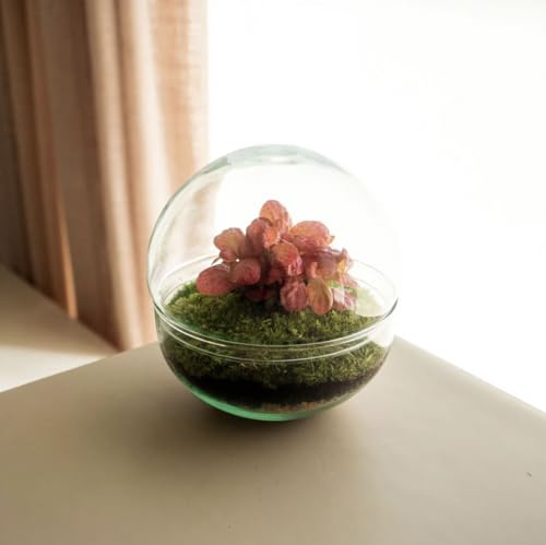 Terrario Plantas de cristal | Recipiente con Ficus Ginseng y Fitonia | Jardín eterno | Ecosistema natural | Jardín en un bol | Regar una vez al año | Bubble