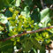 semi pianta dell'albero di pistacchio, semi di alberi, piante domestiche semi di pistacchio Piante esotiche resistenti, piante perenni resistenti piante da giardino, aiuole 8pcs