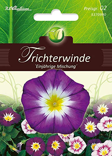 Convolvulus tricolor, Trichterwinde,Mg.