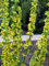 Staudenkulturen Wauschkuhn Verbascum nigrum - Königskerze - Staude im 9cm Topf