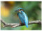 MyPuzzle Eisvogel - Premium 1000 Teile Puzzle - MyPuzzle Sonderkollektion von Puzzle Galaxy