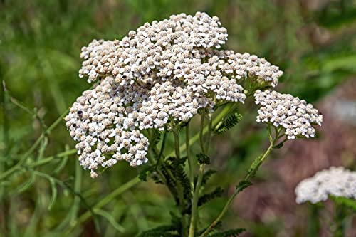 6000 Samen Schafgarbe Achillea millefolium Kulturform Heilpflanze Bienen Kräuter