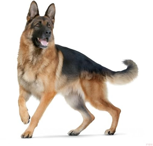 Autoaufkleber 15Cm Deutscher Schäferhund Aufkleber German Shepherd Car Stickers Haustier Hund Zerrissenes Aufkleber Reflektierende Wasserfester Auto Aufkleber Stoßstange Heckscheibe Dekor D2007#