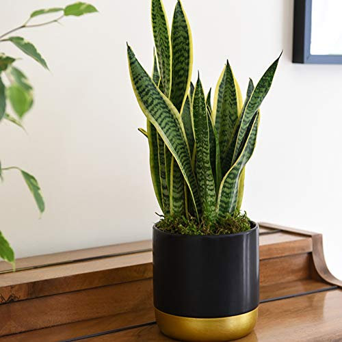2X Snake Plants 12cm Pot House Plant Inddor Evergreen Mother in Laws Tongue Sansevieria in a 12cm Pot by Thompson & Morgan