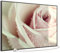 STEINFELD Heizsysteme® Glas Bild Infrarotheizung mit Thermostat | Made in Germany | viele Motive 350-1200 Watt Rahmen schwarz (900 Watt, 031 rosa Rose)