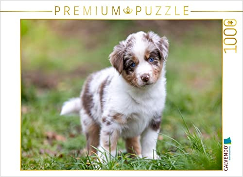 CALVENDO Puzzle Gescheckter Aussie Welpe mit strahlend blauen Augen und rührenden Blick | 1000 Teile Lege-Größe 64 x 48 cm Foto-Puzzle für glückliche Stunden