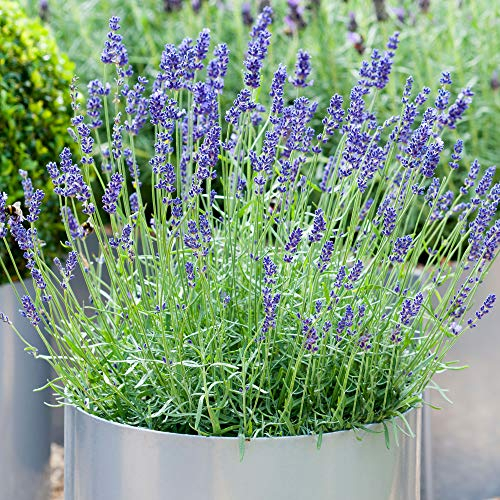 Lavandula angustifolia | Planta de Lavanda Inglesa | Arbusto Perenne (1 Planta)