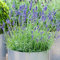 Lavandula angustifolia | Planta de Lavanda Inglesa | Arbusto Perenne (1 Planta)