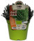 Plante aromatique thym commune, pot de 14 cm
