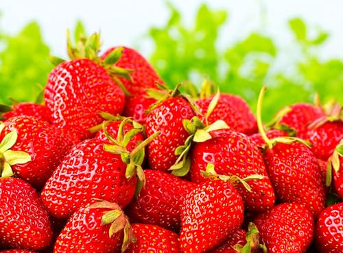 300 Pcs Strawberry Seeds for Home Garden Decor