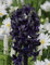 Ponak Neu Hyazinthe Blumensamen 20 Stück Schwarz