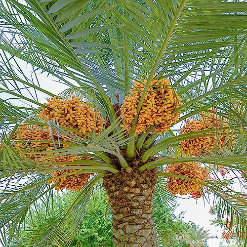 50 Samen Kanarische Dattelpalme Winterhart Exotische Früchte, Pflanze Phoenix dactylifera Bonsai Topf, Pflanzen Für Garten Obstsamen, Hochbeet Balkon Indoor Garden, Balkon Pflanze