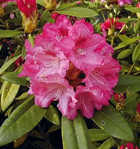 Hochstamm Rhododendron Sneezy 80-100cm - Alpenrose