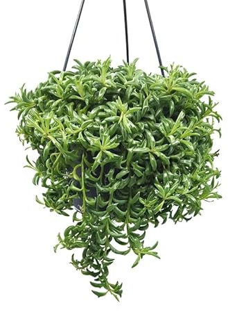 Senecio Peregrinus Natural Planta Colgante de Interior