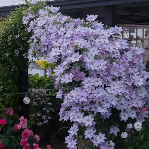 2 piezas Clemátide bulbos perennes resistentes cobertura del suelo plantas trepadoras clemátide bulbos de flores flores la hortensia trepadora es resistente plantas de balcon plantas