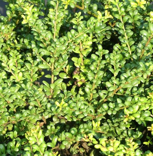 Cuchara de acebo japonesa – Ilex crenata 'Convexa' verde 60-80 cm resistente cría al aire libre
