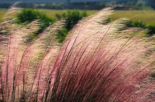 Eragrostis spectabilis, Purpur-Liebesgras, 50 Samen
