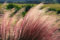 Eragrostis spectabilis, Purpur-Liebesgras, 50 Samen