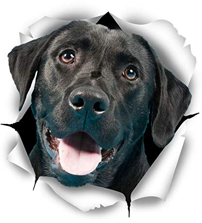 Sticker-Designs 10cm! Klebe-Folie Wetterfest Made-IN-Germany schwarz Labrador Retriever Welpe Hund D792 UV&Waschanlagenfest Auto-Aufkleber Profi-Qualität!