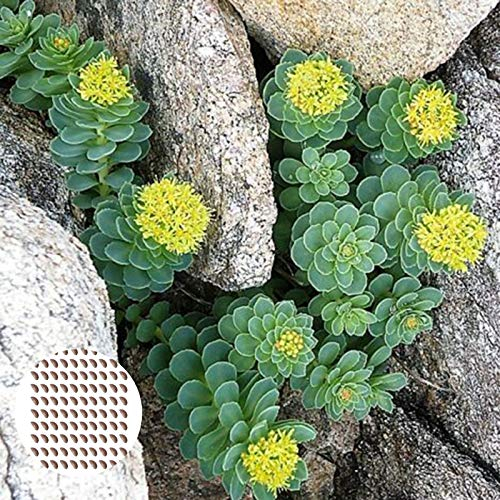 Benoon Rhodiola-Sukkulenten-Samen, 100 Stück/Beutel-Sukkulenten-Samen Heliophile, Fruchtbare, Gut Angepasste, Dekorative Rhodiola-Pflanzensämlinge Für Den Innenhof
