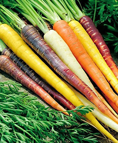 400 + RAINBOW MELANGE CAROTTES Tous les 5 couleurs naturelles non Ogm Graines bio Haute gastronomie
