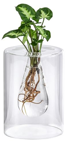 Dehner Waterplant Purpurtute, im Glas, Ø 10 cm, Höhe 30 cm | Syngonium podophyllum Arrow, Wasserpflanze, pflegeleichte Zimmerpflanze, für halbschattige bis schattige Standorte