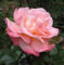 5 ROSA ROSE Rosa Bush Strauch mehrjährige Blumensamen *Flache S/H