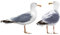 Apalis Fenstersticker Fensterfolie Möwen Set Fensterbilder HxB: 23 x 40cm