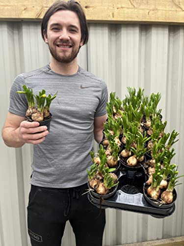 Tete a Tete Daffodil Bulbs | 6 x 9cm Growers Pots | 3/4 Bulbs Per Pot |