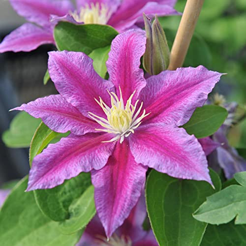 Clematis 'Red Pearl' Old Man's Beard Climbing Deciduous Hardy Perennial Large Red-Purple Blooms Easy to Grow Your Own Garden Flowering Climbers 2-Litre Potted Plants by Thompson and Morgan (1)