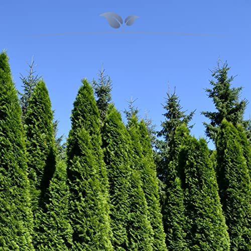 Gardline - Lebensbaum Thuja Smaragd 140-160 cm IM TOPF. 3-200 Heckenpflanzen. Thujahecke - 81 St. (ca. 32,5 Meter)