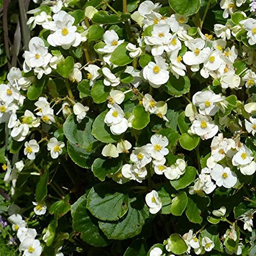 Annual Perennial White Fibrous Begonia 120 Semperflorens Flower Houseseeds Seeds: Only Seeds