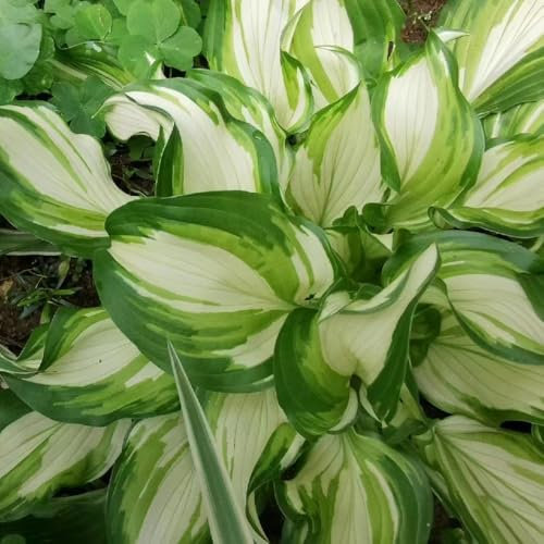 semillas de hosta jardín de plantas, flores de jardín Planta Hosta resistente plantar flores del balcón Semillas resistentes de la planta Hosta. Las plantas de jardín son plantas 150pcs