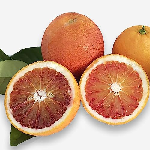 SAVINI VIVAI Oranger, Agrume, Tarocco Ippolito Orange en phytocelle, Hauteur 100-120 cm 1 an de greffage,