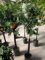 Pianta di Arancio WASHINGTON - arancia Washington - in fitocella o vaso - altezza 150cm