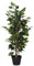 Murago - Künstliche Ficus Benjamini Zimmerpflanze ca. 91cm - Grün - Kunstpflanze im Topf Badezimmer Birkenfeige unecht Büro Deko groß