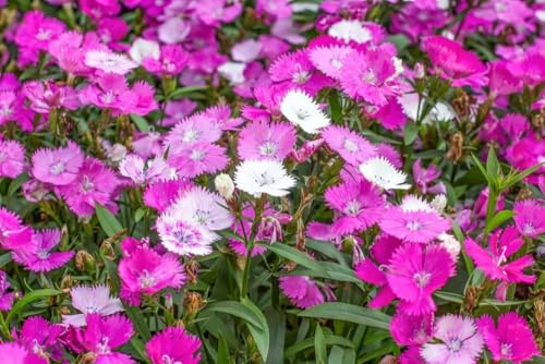 Pfingstnelke, Nelke, (Dianthus gratianopolitanus), frosthart